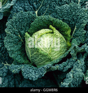 Cabbage - `Julius' F1 (Spring Savoy)   VEG002882 Stock Photo